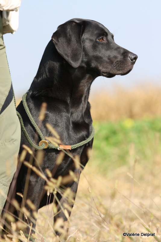 Field Erstein 09 (25).JPG